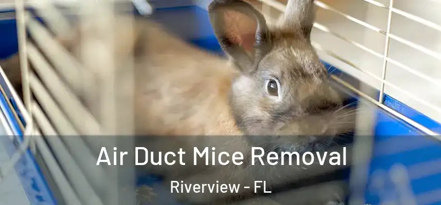  Air Duct Mice Removal Riverview - FL