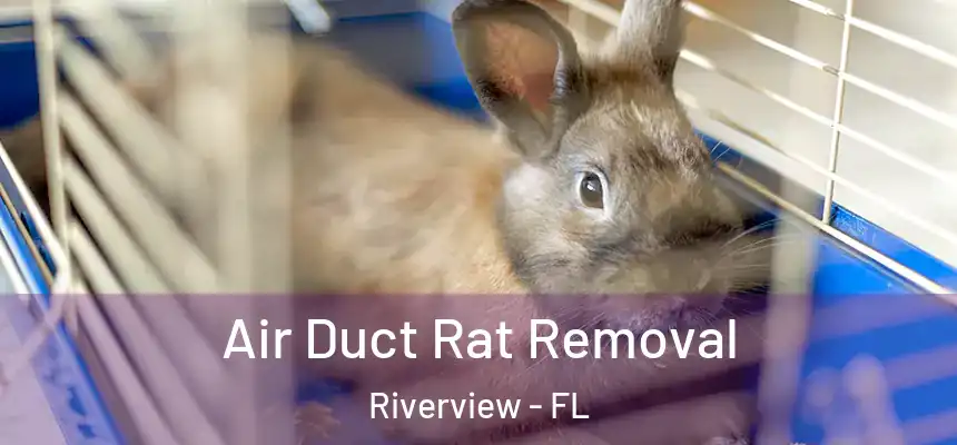  Air Duct Rat Removal Riverview - FL