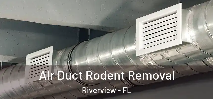  Air Duct Rodent Removal Riverview - FL