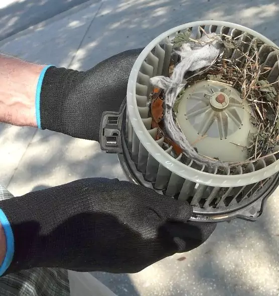 About Air Duct Mice Removal in Riverview, FL